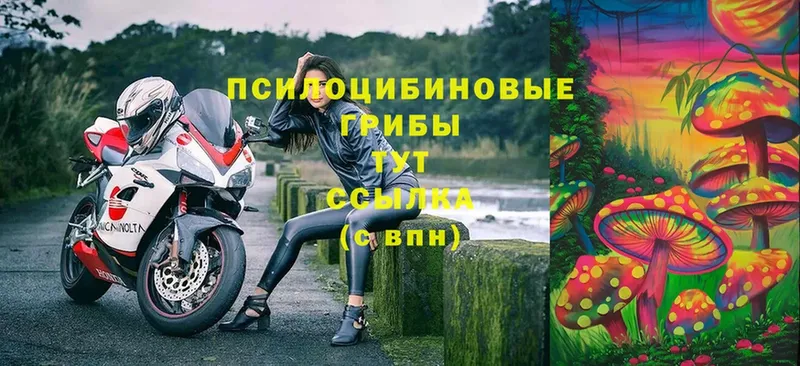 Псилоцибиновые грибы Cubensis  даркнет сайт  Анжеро-Судженск 